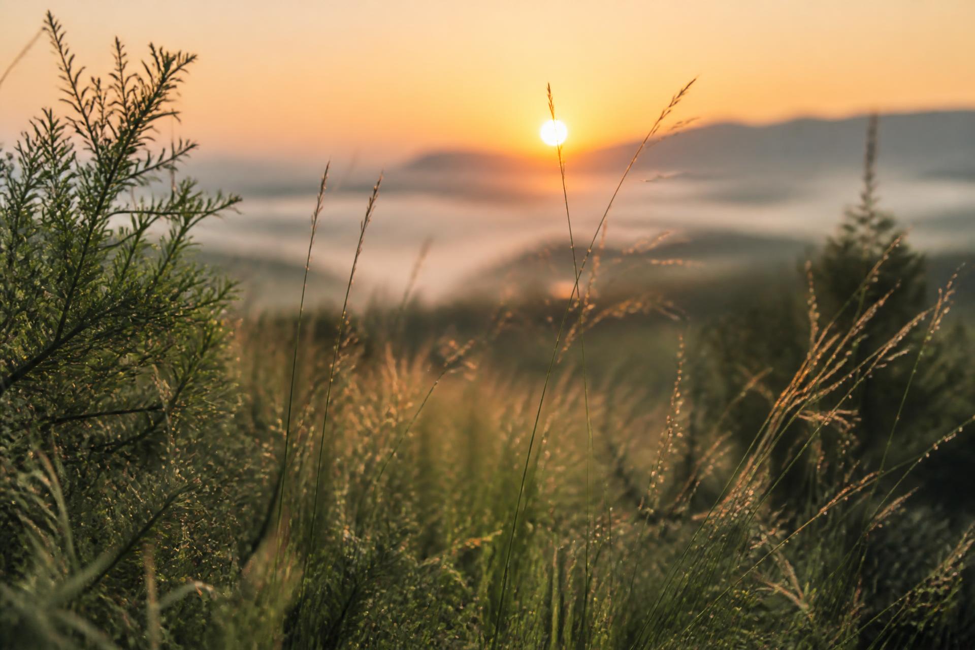 Nascer do sol iluminando um campo de vegetação natural